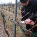 Prořezávání hroznů na podzim: pro začátečníky krok za krokem